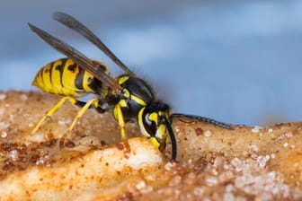 Mitesser: Auf der Suche nach süßer Nahrung sind Wespen im Spätsommer besonders lästig