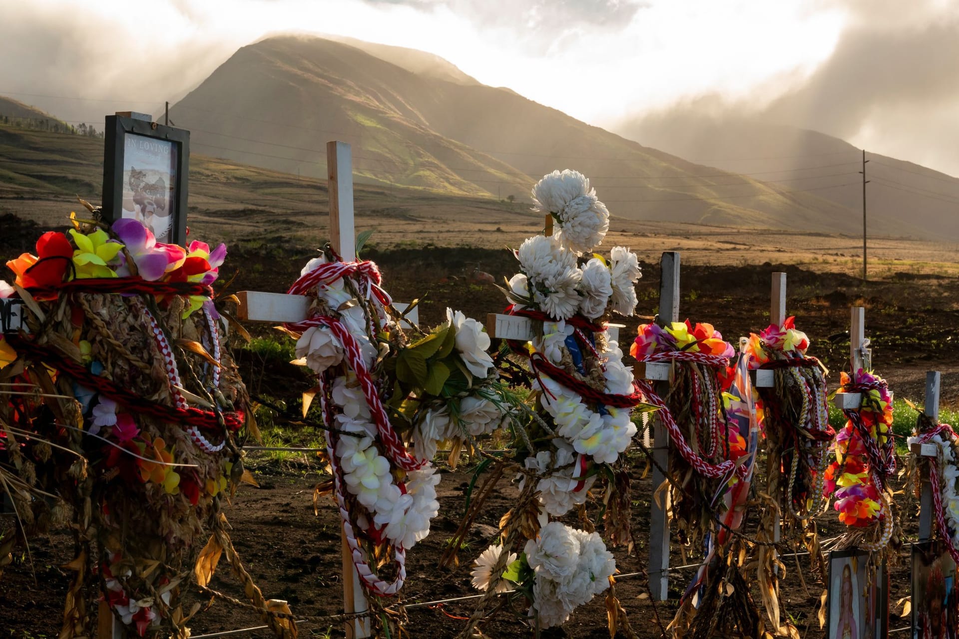 Nach den Waldbränden auf Hawaii