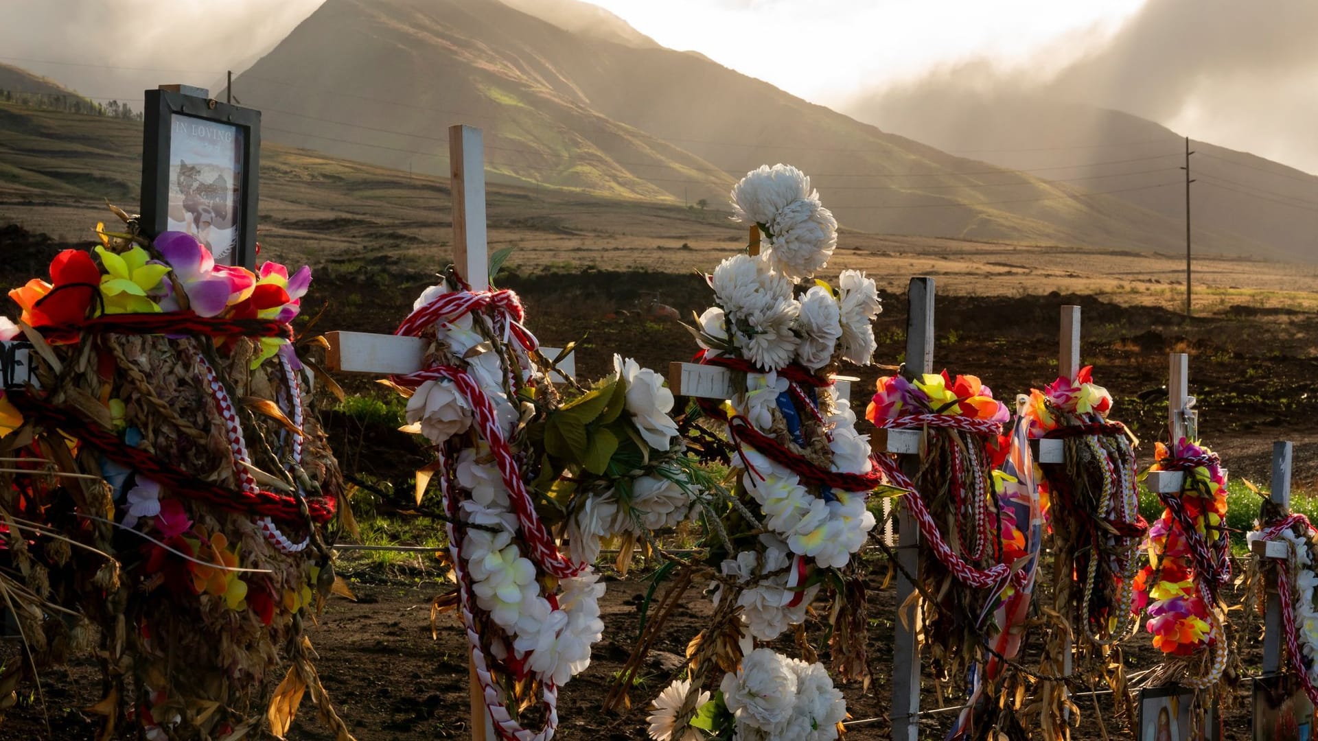 Nach den Waldbränden auf Hawaii