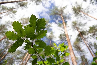 Eichen halten verblüffende Temperaturen aus