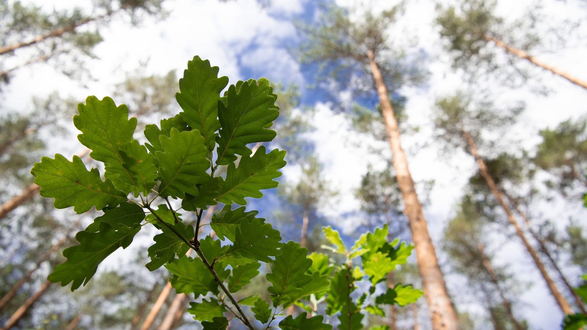 Eichen halten verblüffende Temperaturen aus