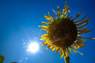 Sonnenstrahlen und Sonnenblume (Symbolfoto): Insbesondere nachts fallen die Werte deutlich – dann kehrt der Sommer zurück.