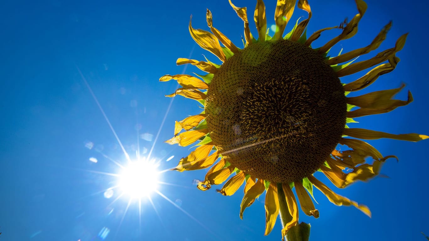 Sonnenstrahlen und Sonnenblume (Symbolfoto): Insbesondere nachts fallen die Werte deutlich – dann kehrt der Sommer zurück.