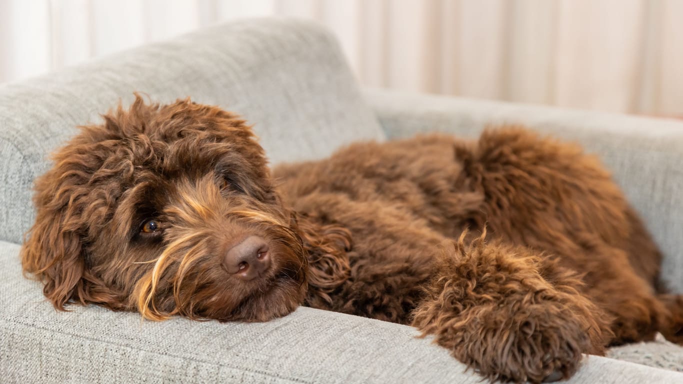 Ein brauner Labradoodle: Die Fellnasen sind u. a. wegen ihres lockigen Fells so beliebt.