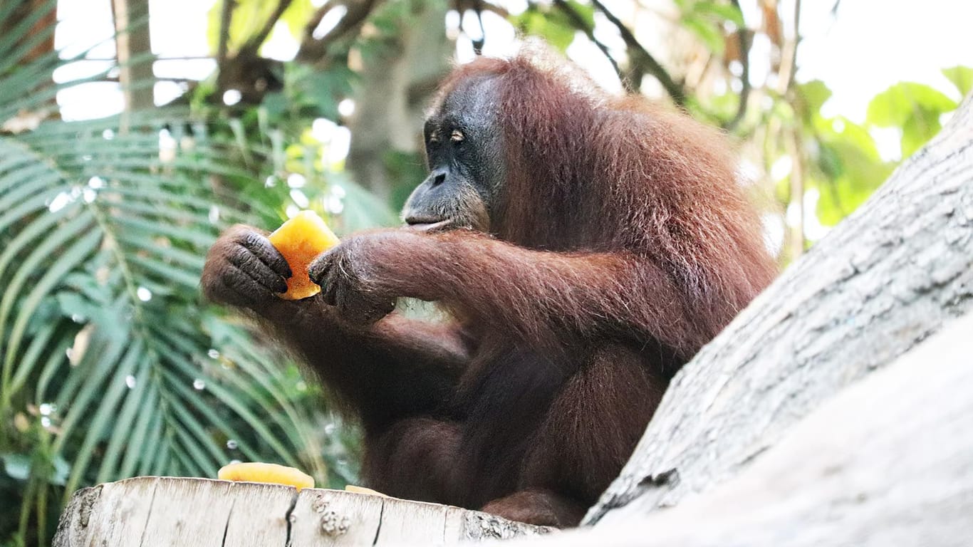 Schmeckt affenstark: Die Orang-Utans im Tierpark Hagenbeck durften sich über selbst gemachtes Eis freuen.