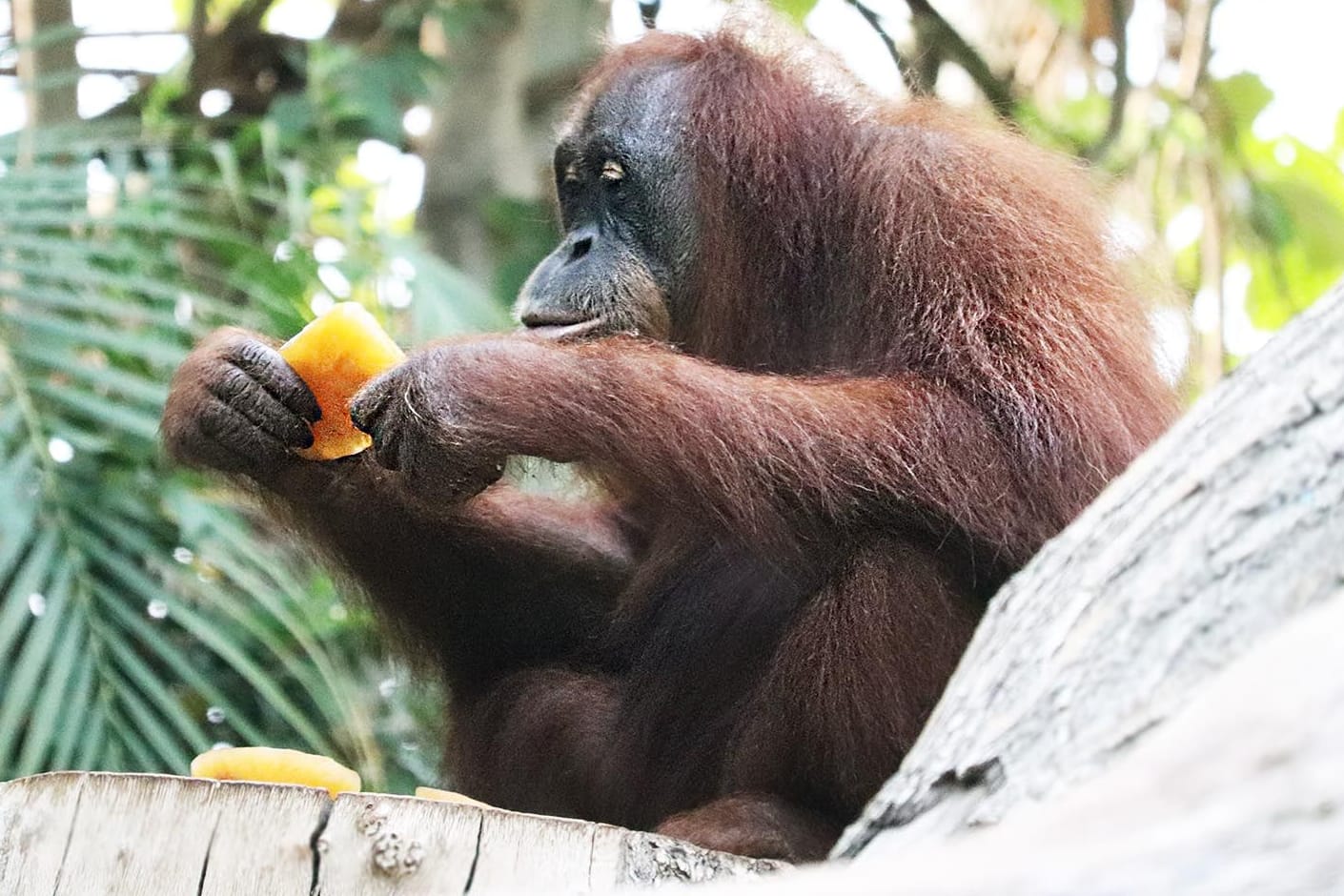 Schmeckt affenstark: Die Orang-Utans im Tierpark Hagenbeck durften sich über selbst gemachtes Eis freuen.