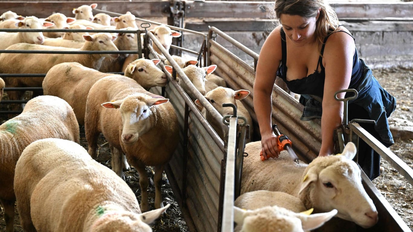 Impfung gegen Blauzungenkrankheit