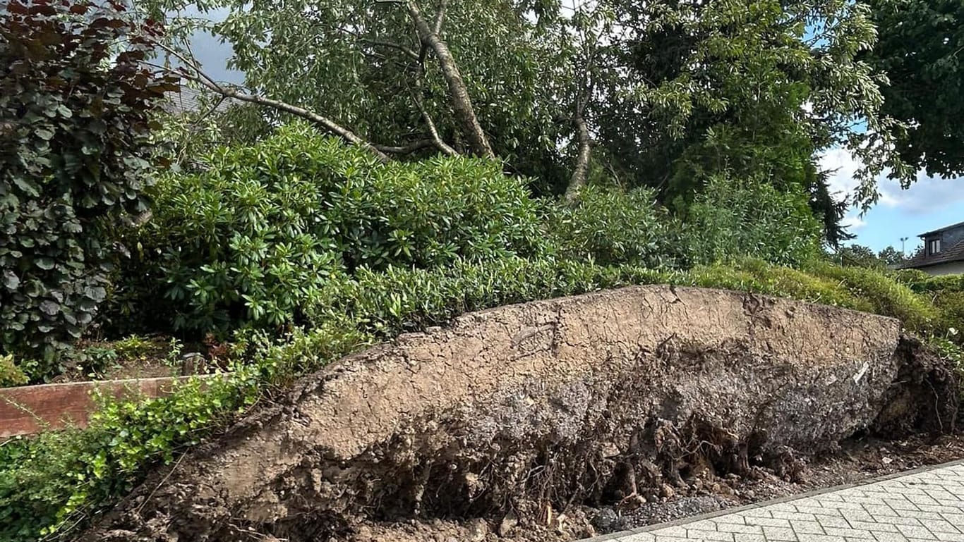 Teilweise riss der Sturm Pflanzen mitsamt ihrer Wurzeln aus der Erde.