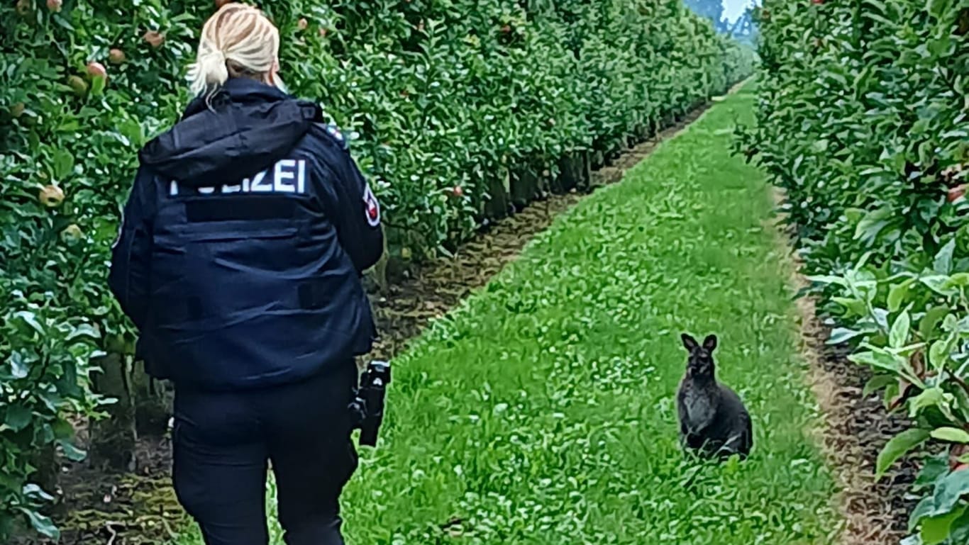 Eine Polizeibeamtin nährt sich dem Känguru – kurz danach landete es in einer Transportbox.