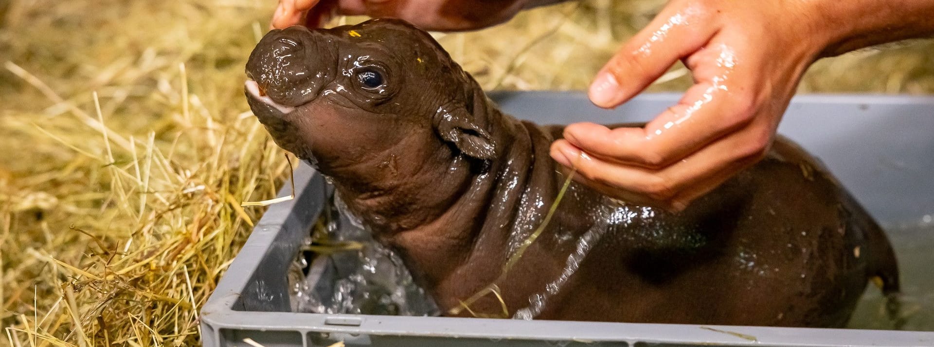 Zoo Berlin: Das Hippo-Baby nimmt sein erstes Bad.