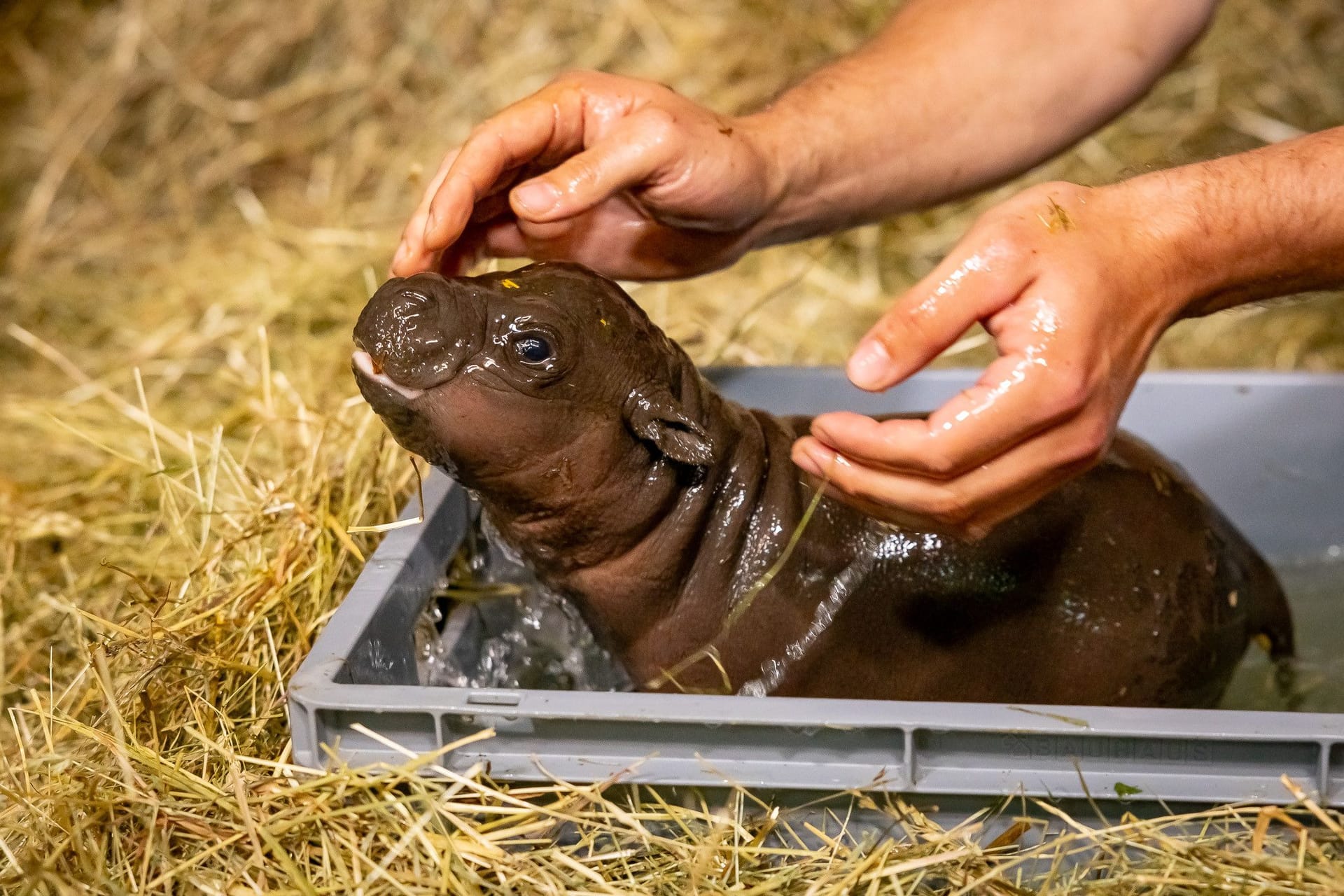 Zoo Berlin: Das Hippo-Baby nimmt sein erstes Bad.