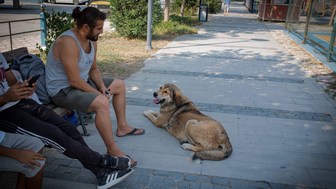 Straßenhunde in der Türkei: Über die Zukunft der Streuner in dem Land aktuell eine emotional-aufgeladene Debatte.