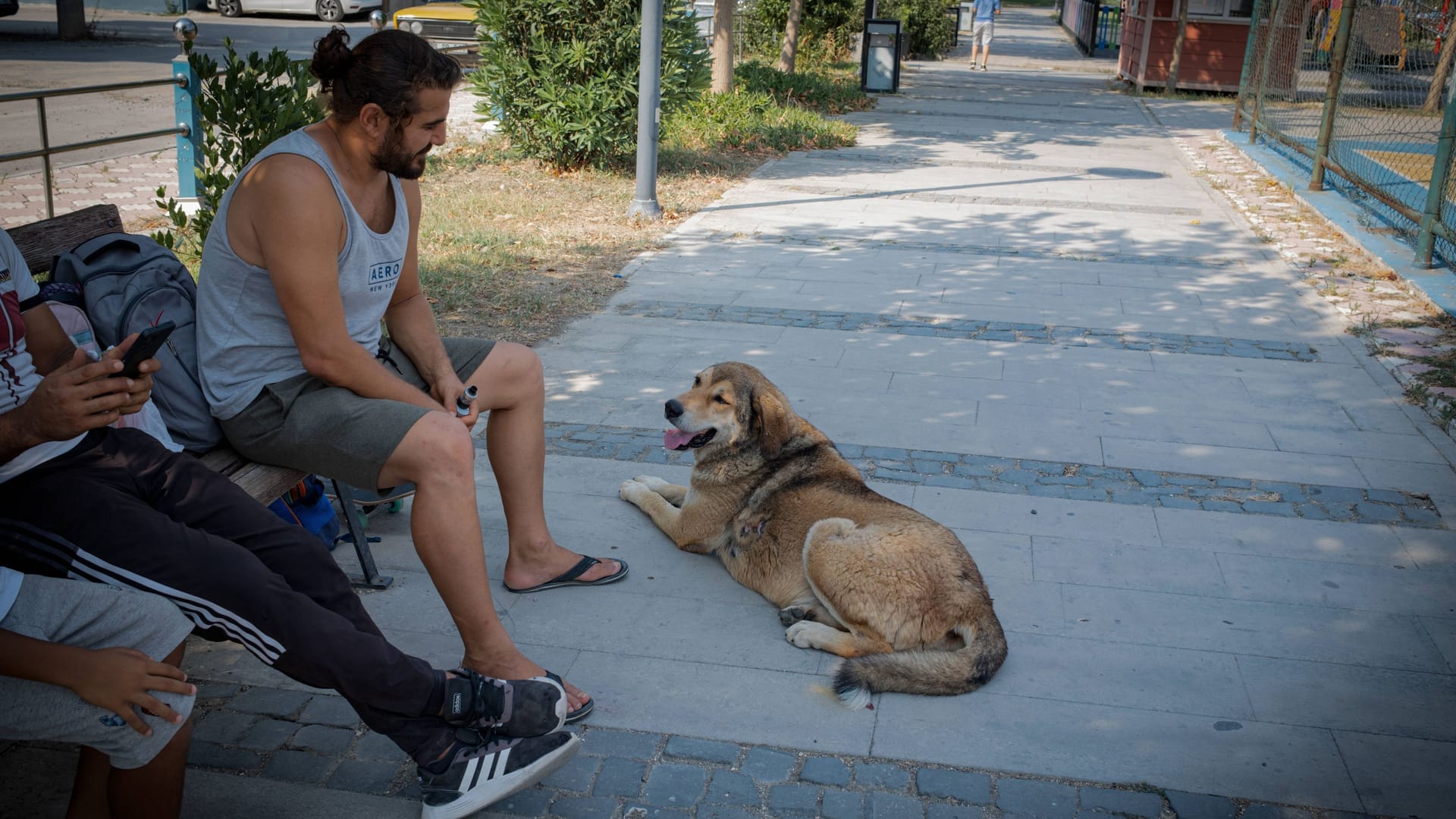 Straßenhunde in der Türkei: Über die Zukunft der Streuner in dem Land aktuell eine emotional-aufgeladene Debatte.