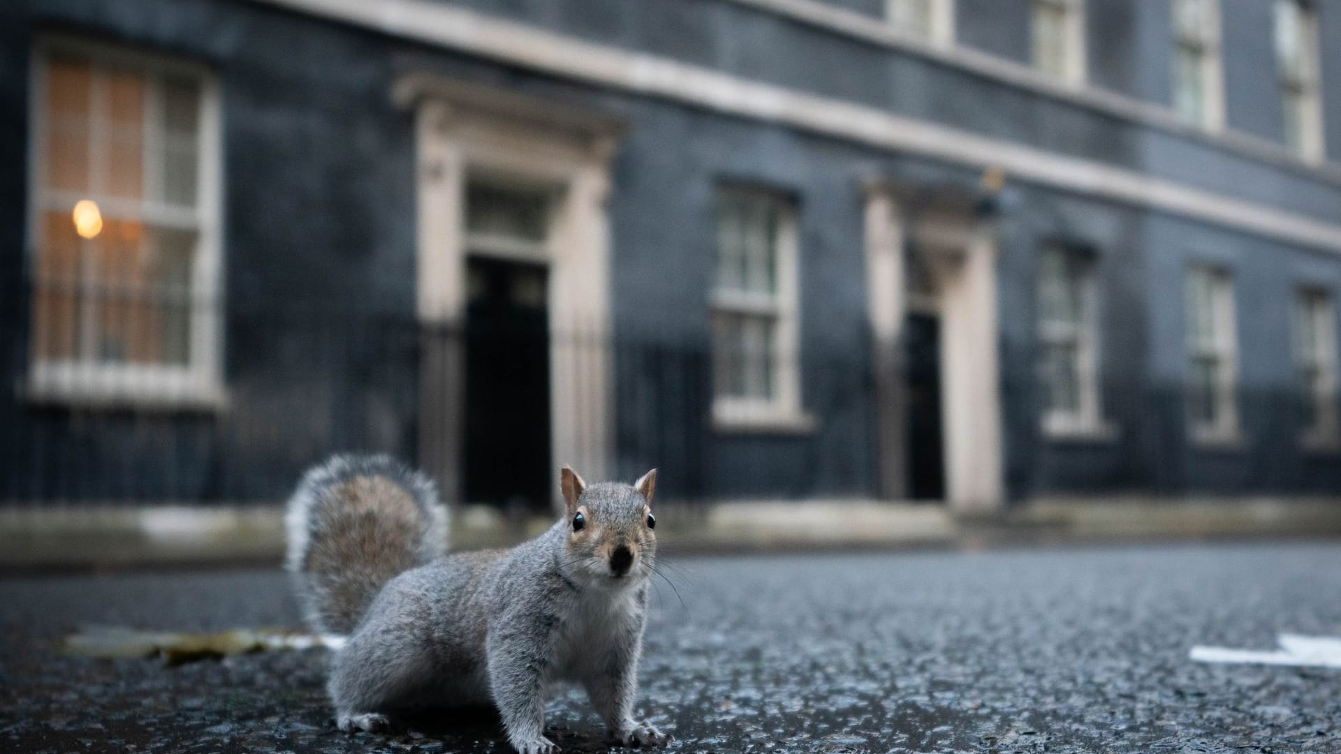 Eichhörnchen in der Downing Street