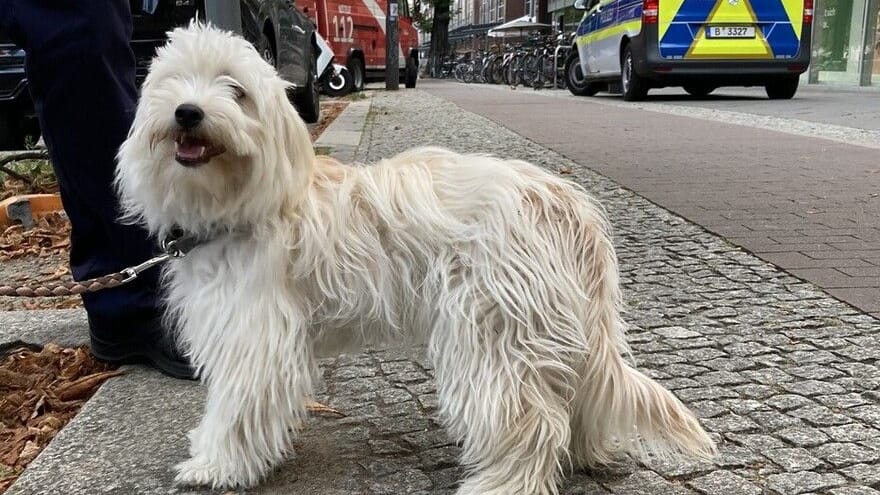 Ein Hund wurde in einem überhitzten Auto zurückgelassen: Die Feuerwehr musste ihn befreien.