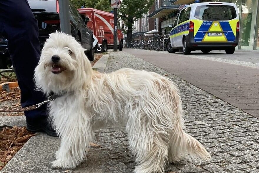 Ein Hund wurde in einem überhitzten Auto zurückgelassen: Die Feuerwehr musste ihn befreien.