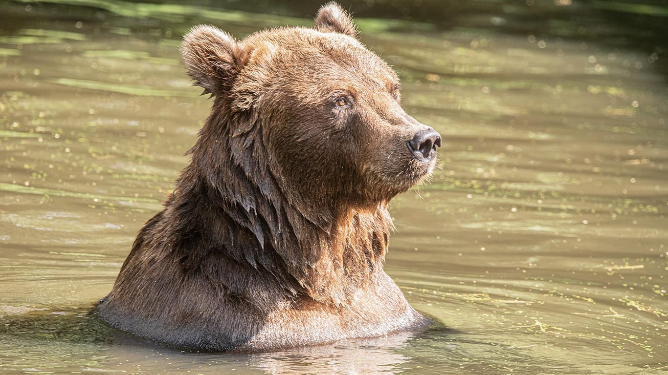 Ein Kamtschatkabär badet im Wasser: Auch für große Tiere ist ein heißer Sommertag anstrengend.