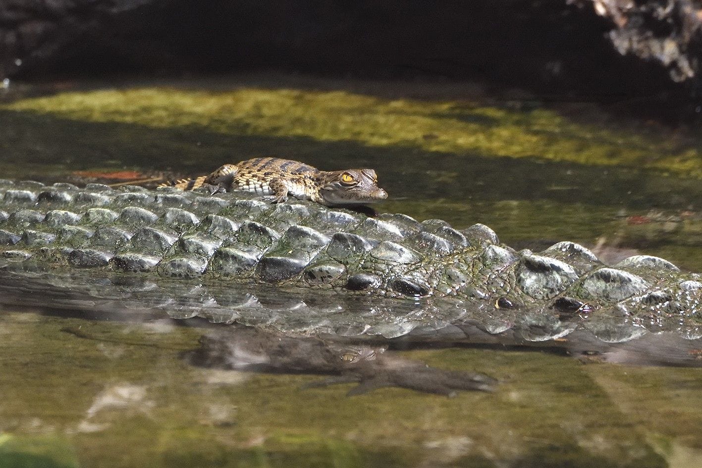 Eines der frisch geschlüpften Krokodile im Kölner Zoo: Es soll später wieder ausgewildert werden.