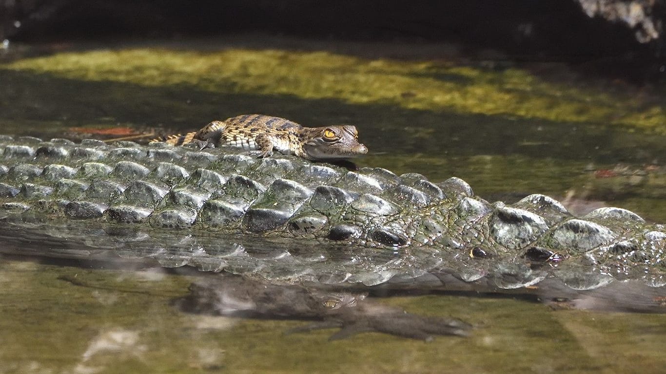 Eines der frisch geschlüpften Krokodile im Kölner Zoo: Es soll später wieder ausgewildert werden.