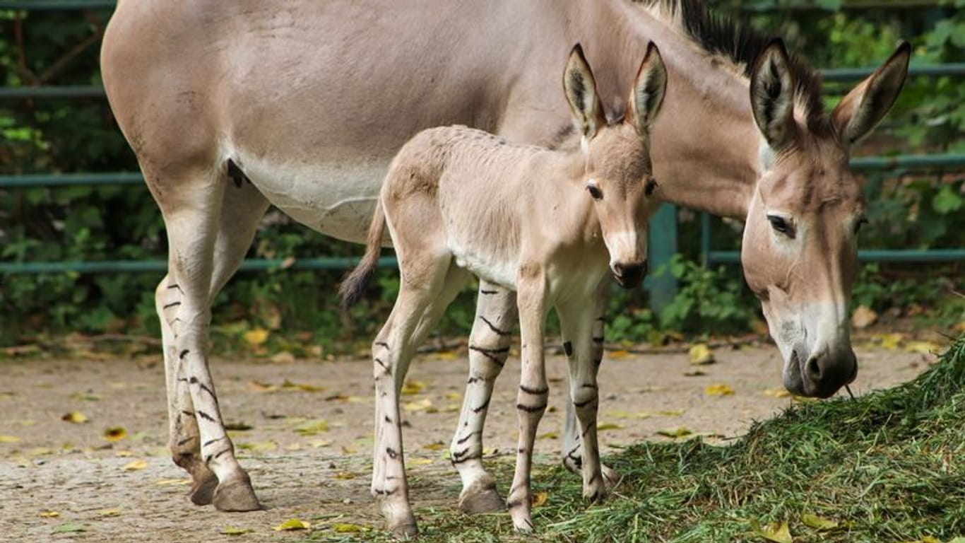 HANDOUT - Dieses vom Tierpark Berlin zur Verfügung gestellte Foto zeigt ein Somali-Wildesel-Fohlen (Equus asinus somaliensis), das am 6. August 2024 im Berliner Tierpark geboren wurde. (