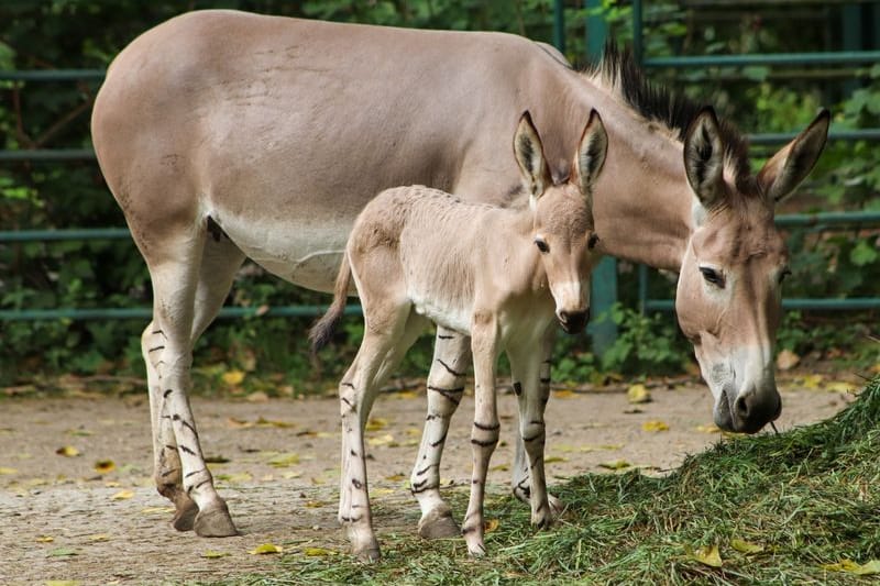 HANDOUT - Dieses vom Tierpark Berlin zur Verfügung gestellte Foto zeigt ein Somali-Wildesel-Fohlen (Equus asinus somaliensis), das am 6. August 2024 im Berliner Tierpark geboren wurde. (