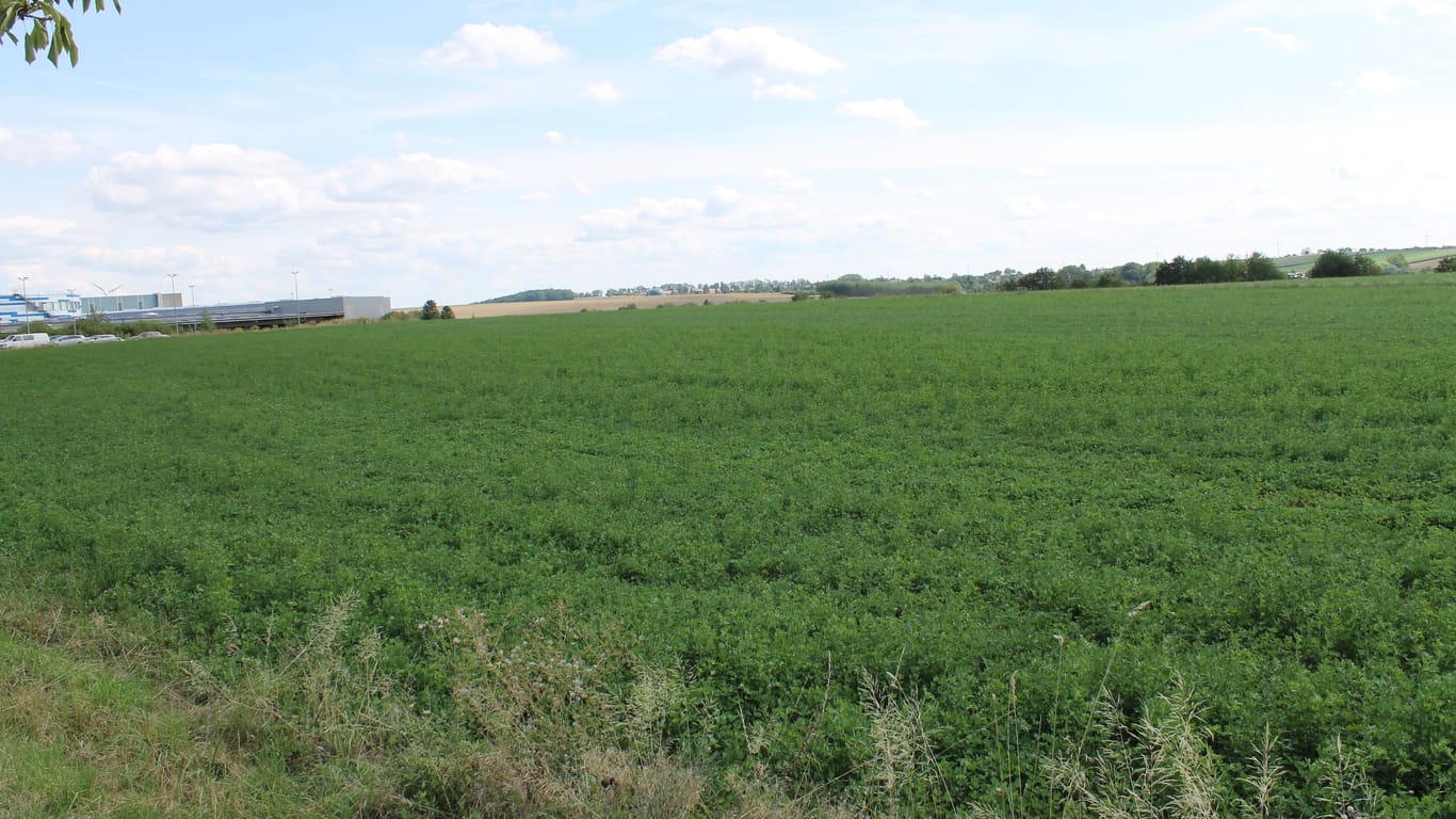 Eine Wiese in Wilsdruff: Hier soll das Gewerbegebiet erweitert werden.