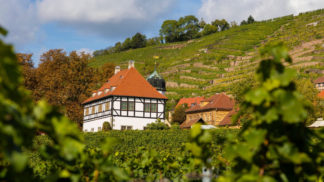 Weingut Hoflößnitz: In kurfürstlich- und königlich-sächsischer Zeit war das Gut als ein Landsitz der sächsischen Linie der Wettiner fast 500 Jahre lang das Zentrum des höfischen sächsischen Weinbergsbesitzes. Heute ist es zum Sächsischen Weinbaumuseum Hoflößnitz mit Verkaufsstelle und Ausschank eigenen Weins ausgebaut worden.