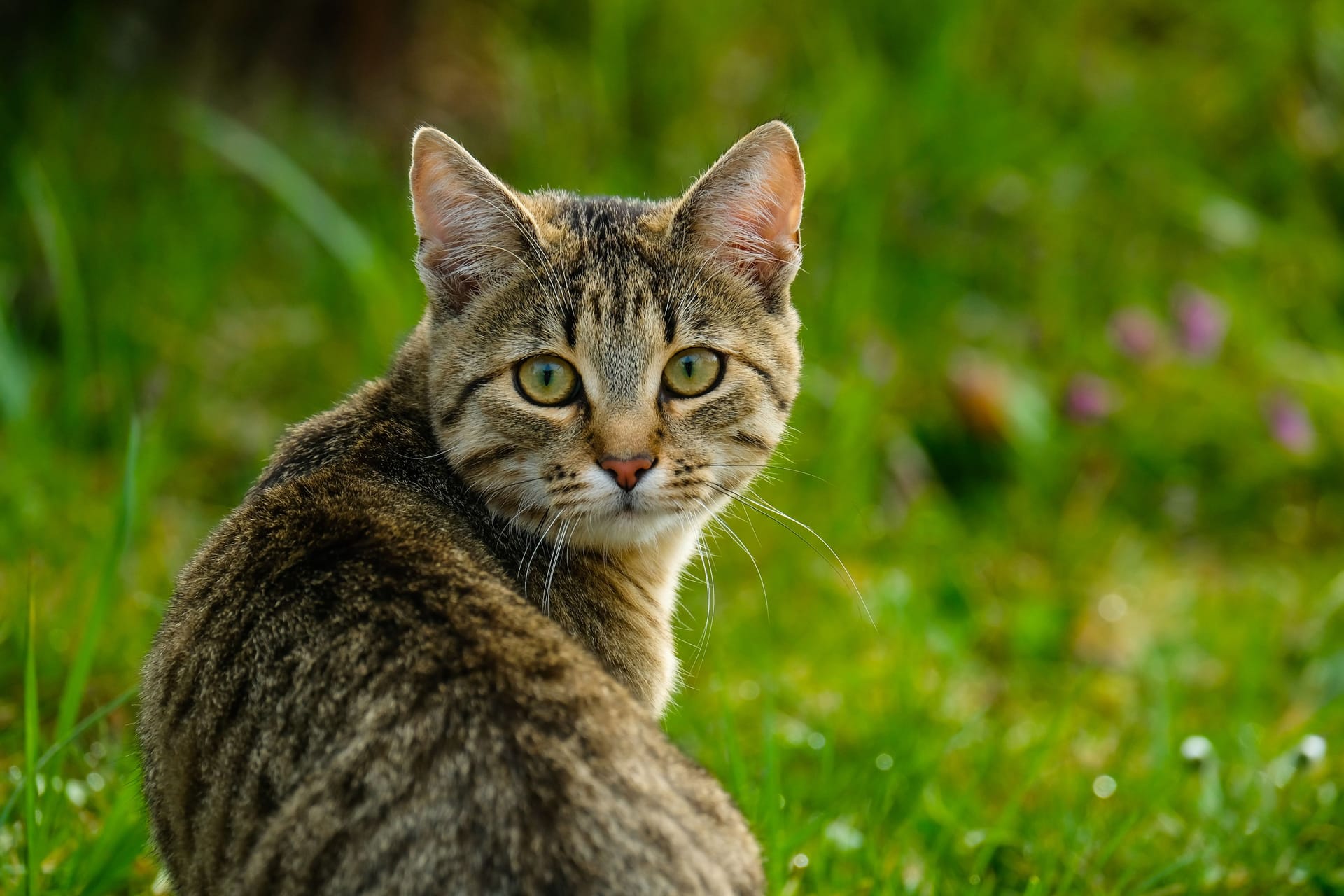 Eine Katze im Gras (Symbolbild): Seit Ende Januar sind sechs Freigängerkatzen in Reinickendorf verschwunden.