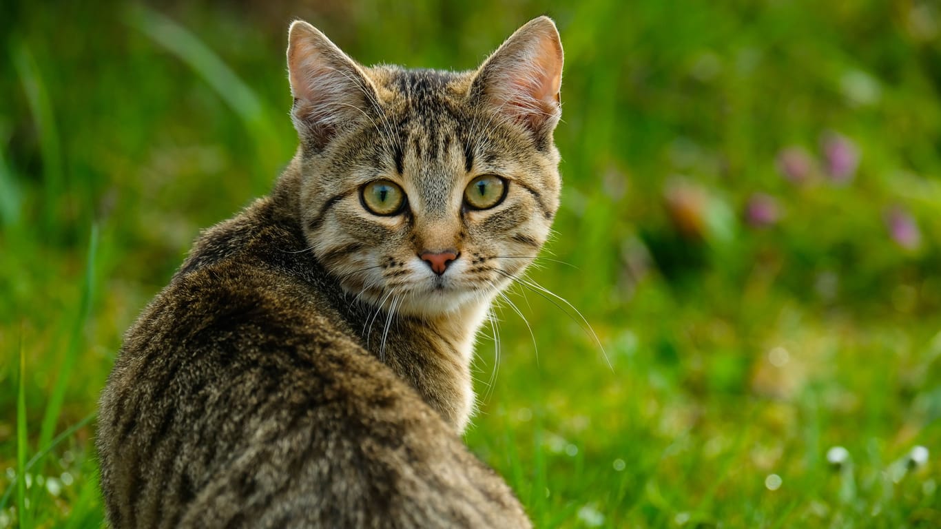 Eine Katze im Gras (Symbolbild): Seit Ende Januar sind sechs Freigängerkatzen in Reinickendorf verschwunden.