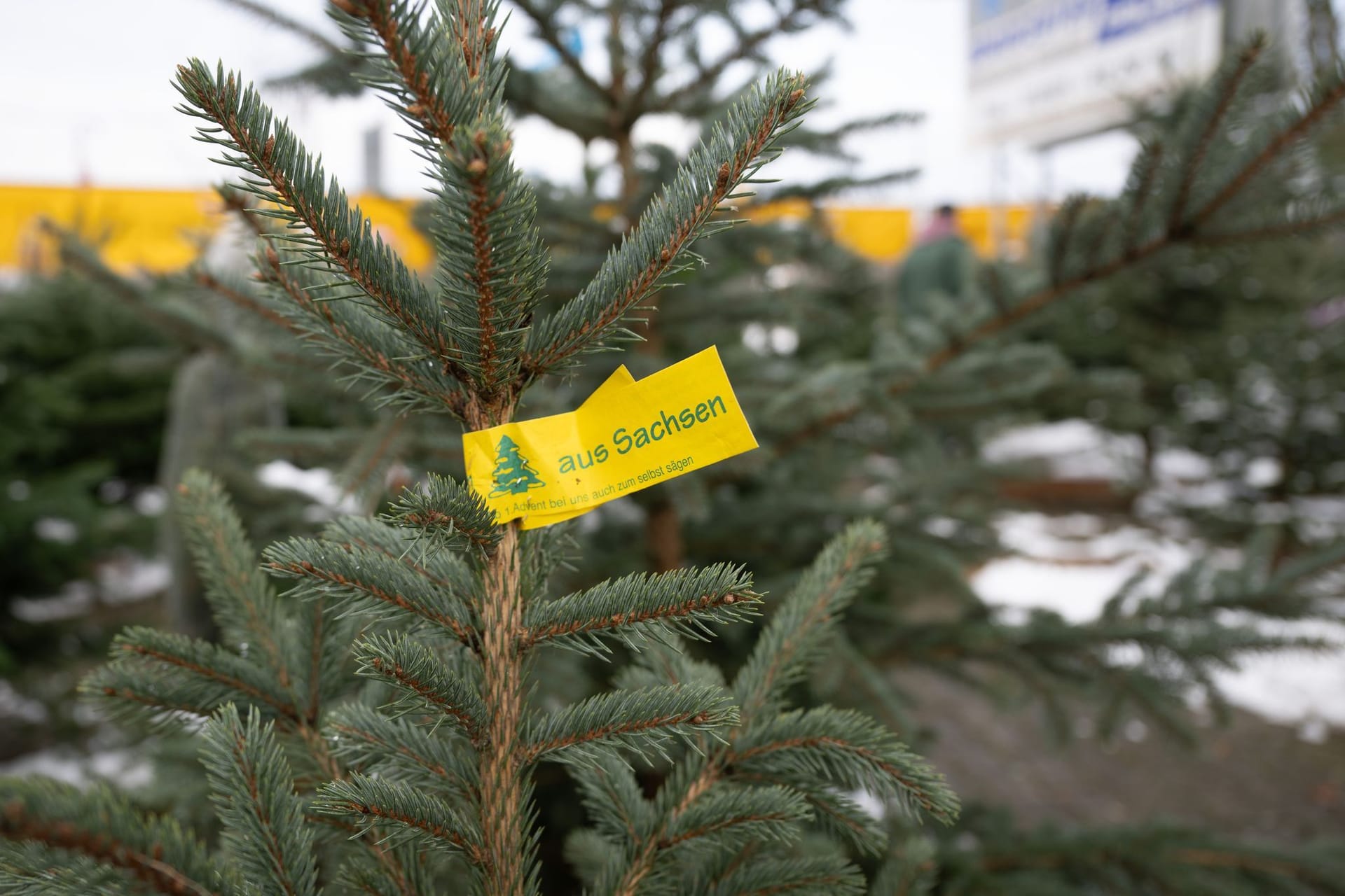 Weihnachtsbaumverkauf in Sachsen