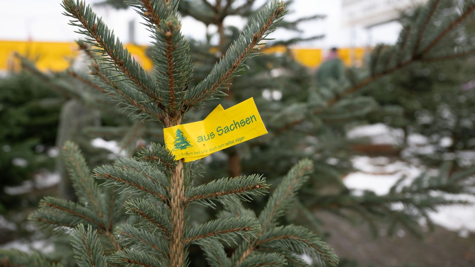 Weihnachtsbaumverkauf in Sachsen