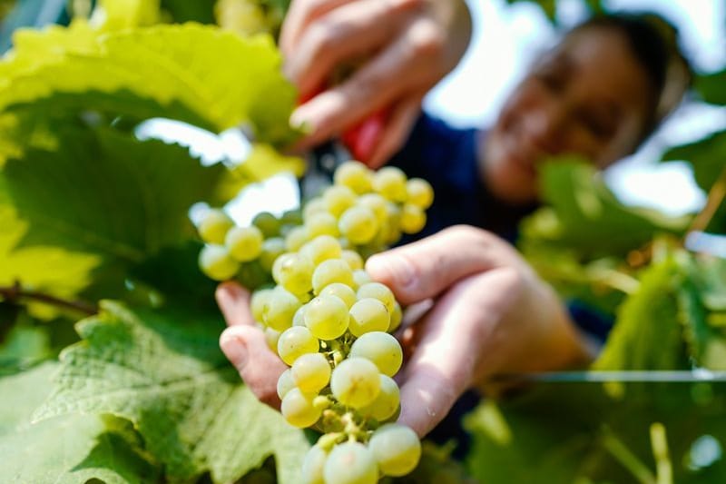 Eine pfälzische Weinkönigin schneidet Weintrauben der Sorte Solaris in einem Weinberg des Weinguts Schwindt von einem Rebstock.