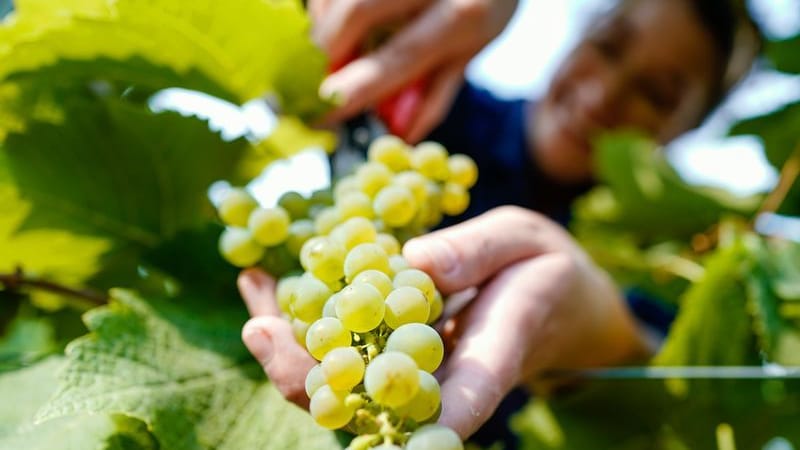 Eine pfälzische Weinkönigin schneidet Weintrauben der Sorte Solaris in einem Weinberg des Weinguts Schwindt von einem Rebstock.