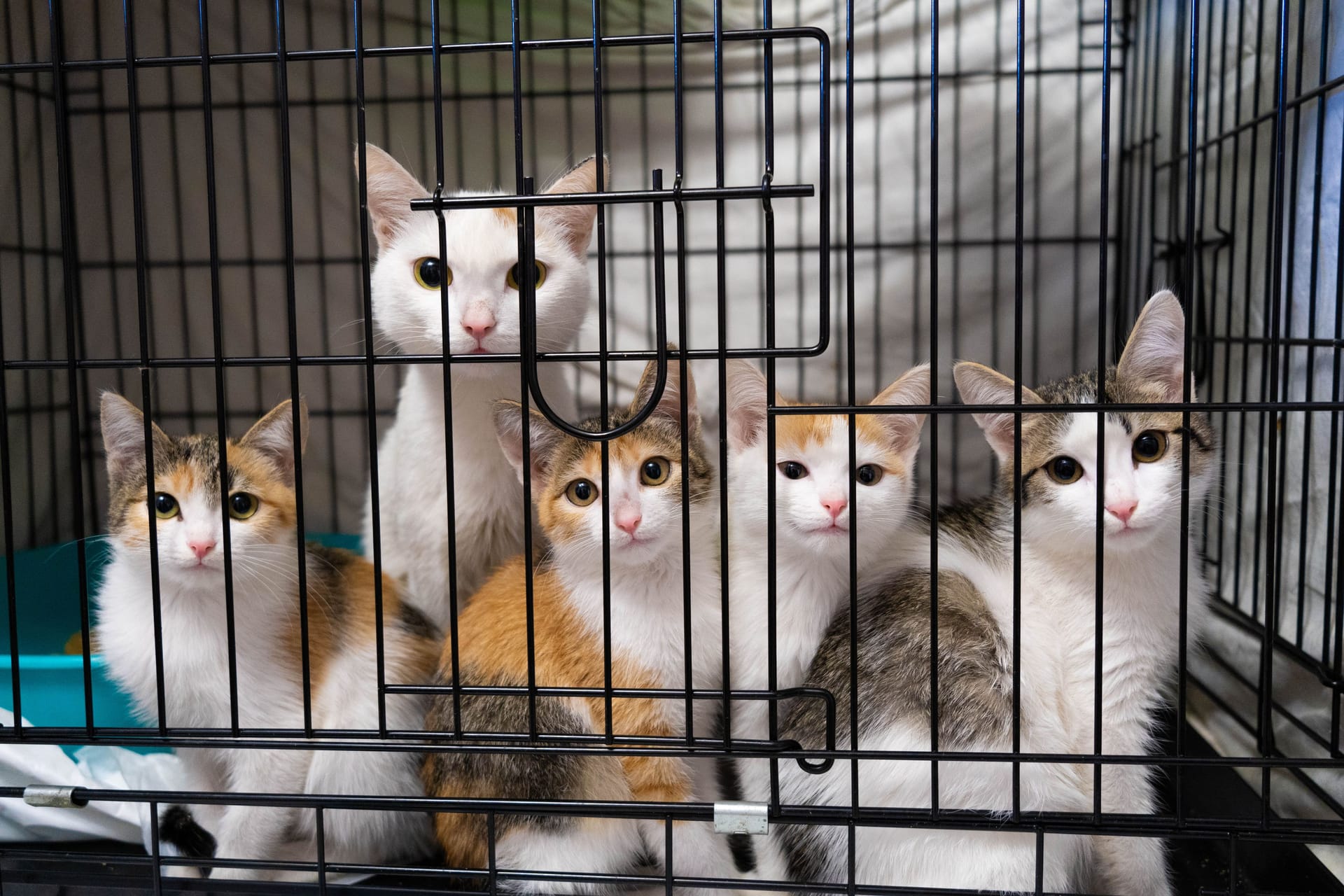 Katzen in einem Tierheim (Symbolbild): Interessenten beschweren sich, dass das Tierheim Berlin nicht gut zu erreichen sei.