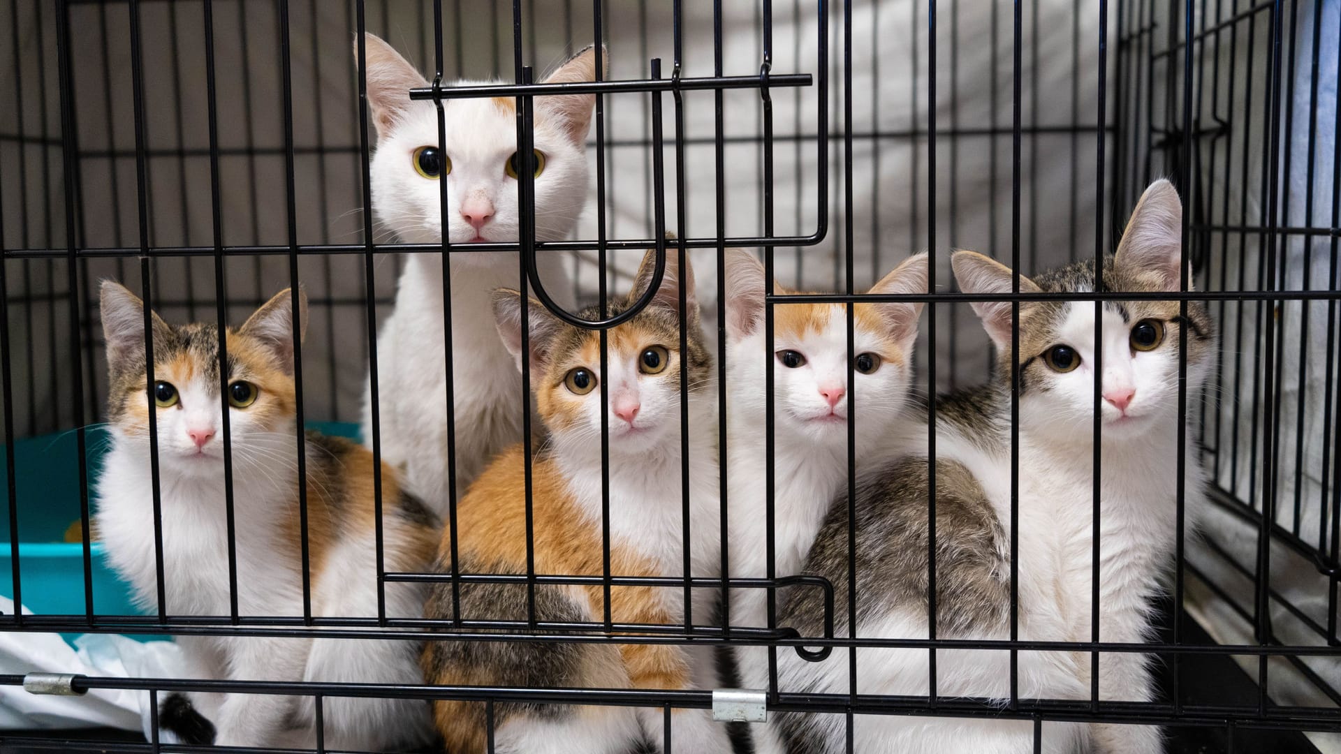 Katzen in einem Tierheim (Symbolbild): Interessenten beschweren sich, dass das Tierheim Berlin nicht gut zu erreichen sei.