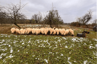 Die Schafe wurden tot auf der Wiese aufgefunden.