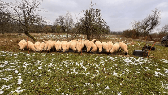 Die Schafe wurden tot auf der Wiese aufgefunden.