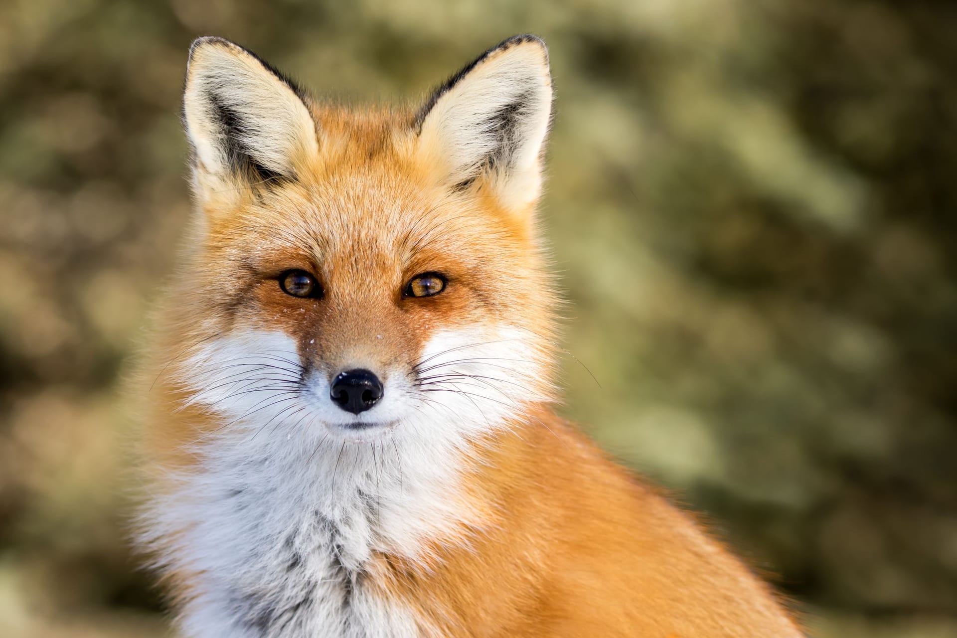 Ein Fuchs (Symbolbild): Polizisten der Polizei Berlin mussten einen schwerverletzen Fuchs erschießen.