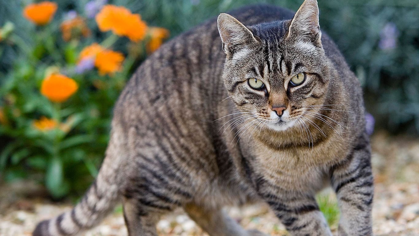 Getigerte Katze (Symbolbild): Zur Debatte stand, ob Kater Loki erschossen wurde.