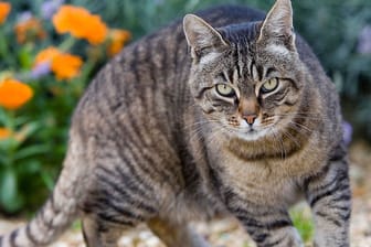 Getigerte Katze (Symbolbild): Zur Debatte stand, ob Kater Loki erschossen wurde.