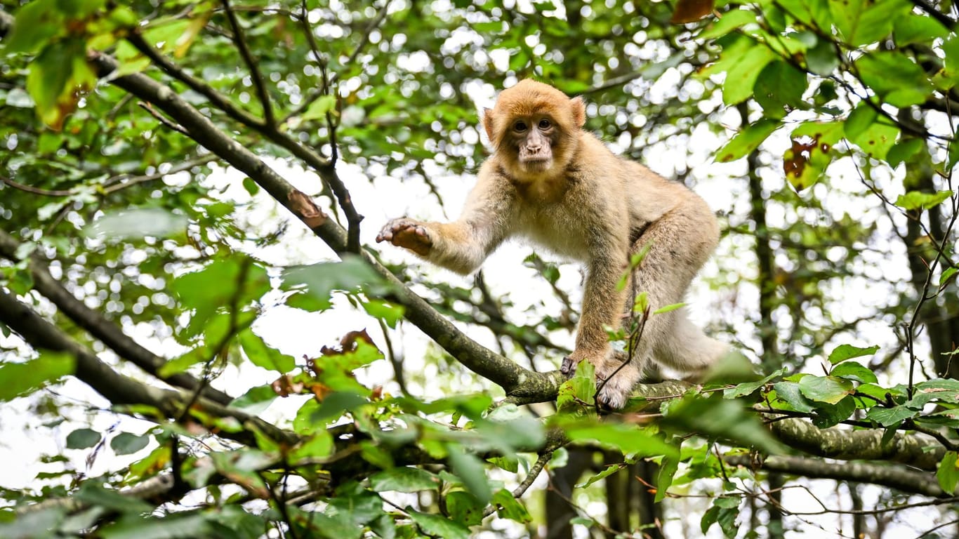 Berberaffe tollt auf Baum