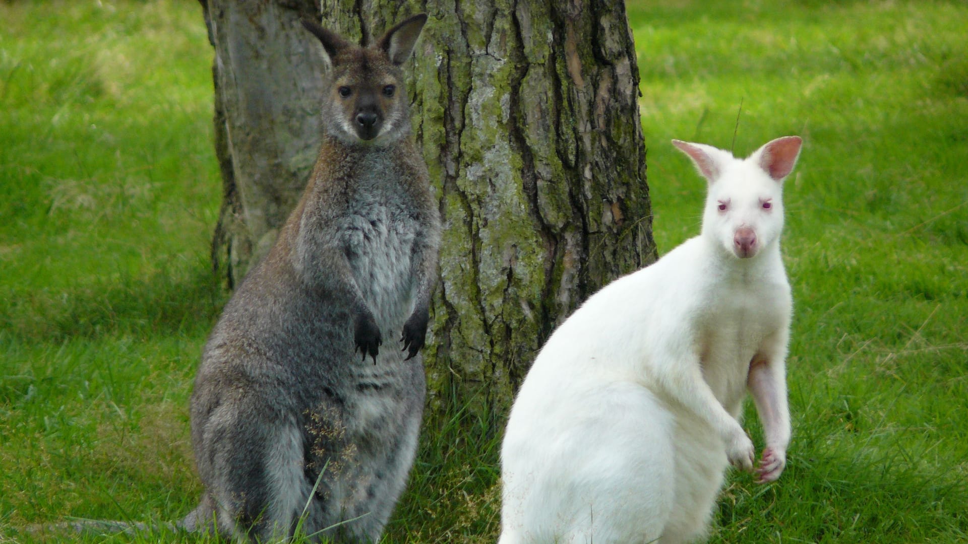 Auch exotische Tiere wie Kängurus können im Naturwildpark Granat beobachtet werden.