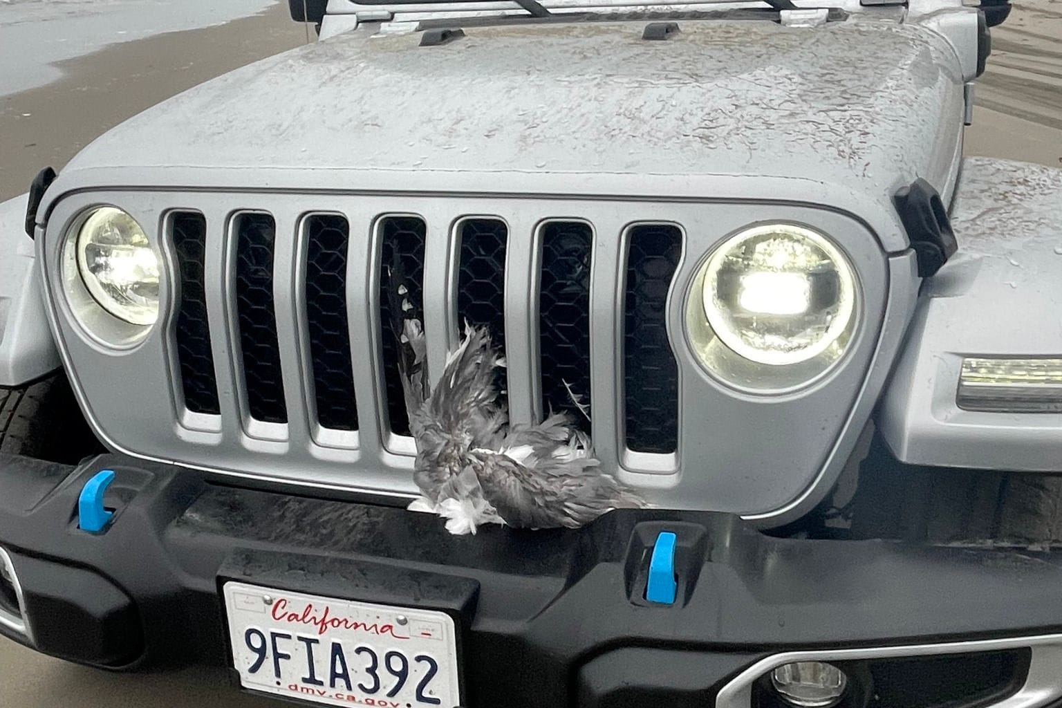 Zu einem unglaublichen Fall von Tierquälerei kam es in den USA: Ein Mann raste mit seinem Jeep über einen Strand, erwischte etliche Tiere. Ein Vogel verendete am Kühlergrill.