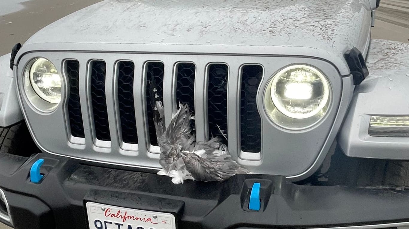 Zu einem unglaublichen Fall von Tierquälerei kam es in den USA: Ein Mann raste mit seinem Jeep über einen Strand, erwischte etliche Tiere. Ein Vogel verendete am Kühlergrill.