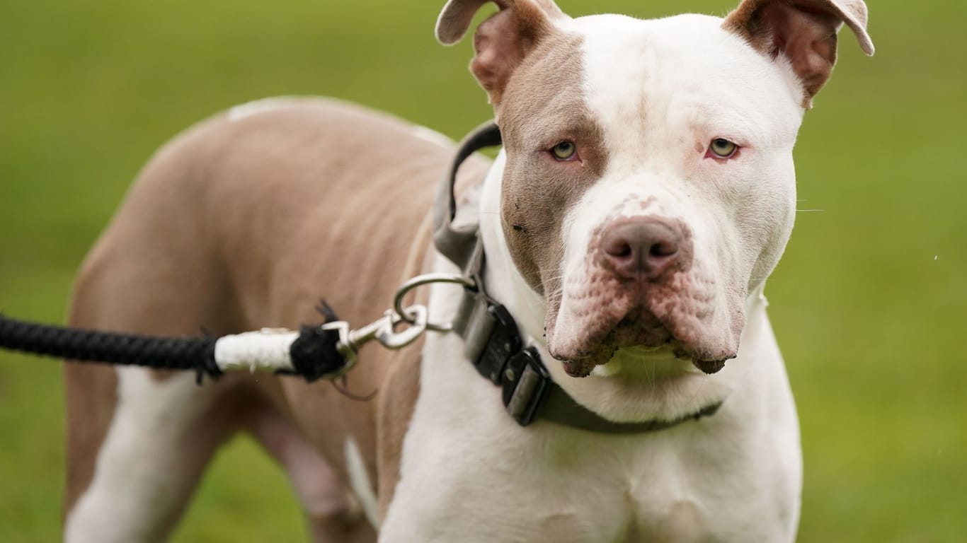 Verbot von XL Bullys in England