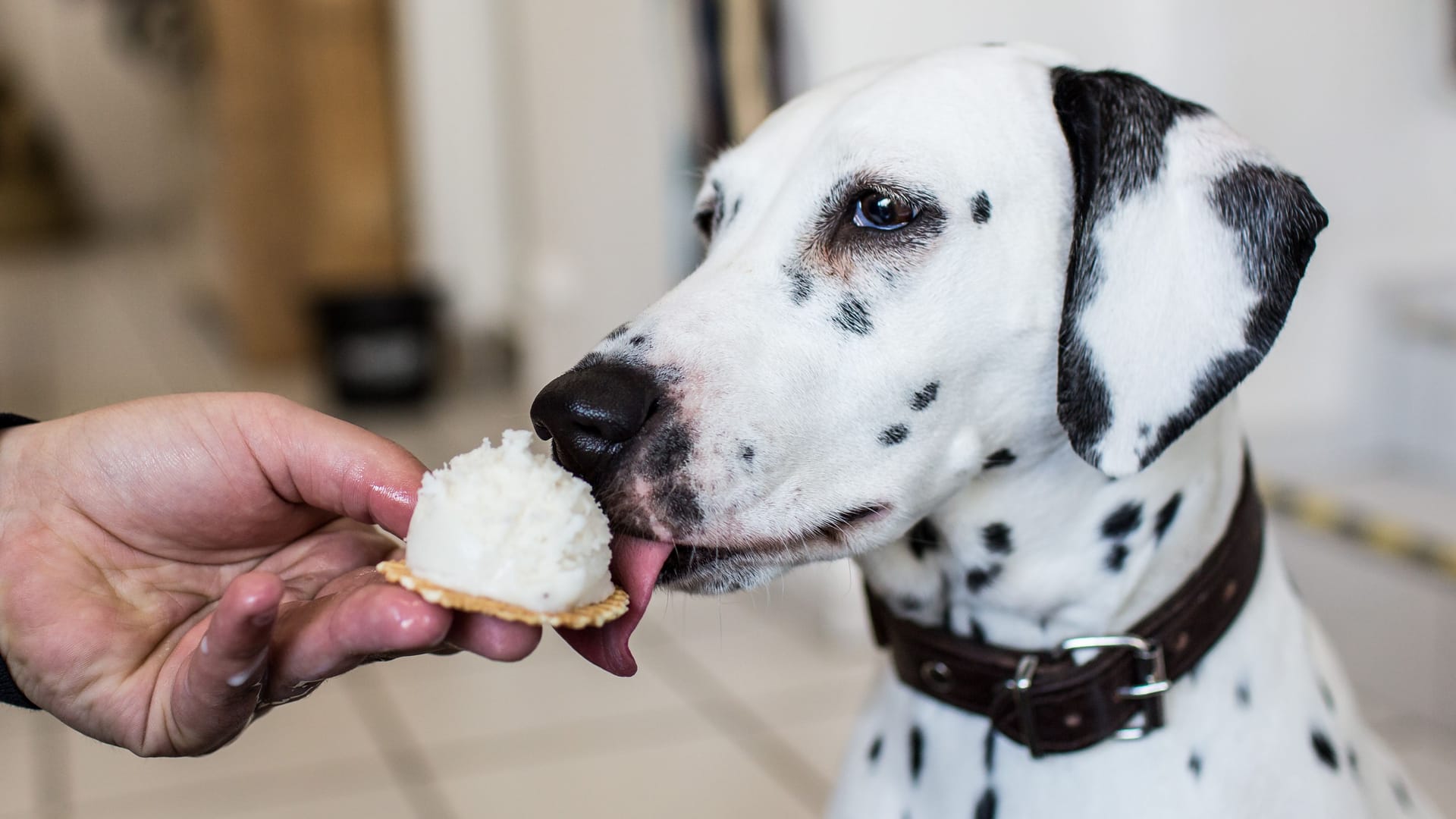 Eis für Hunde: Am besten sollte es laktosefrei sein. Denn Hunde vertragen Milchzucker nicht sehr gut.