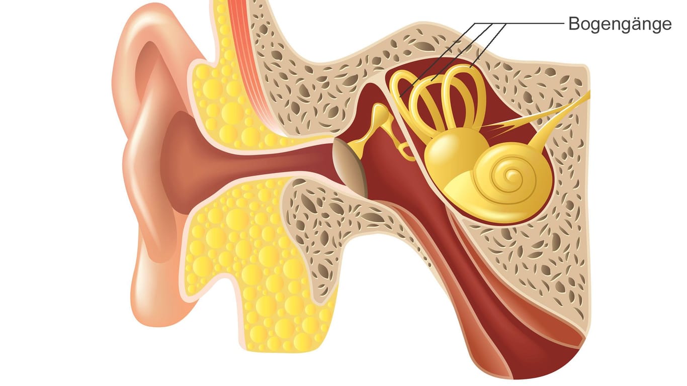 Illustration: Bogengänge im Innenohr