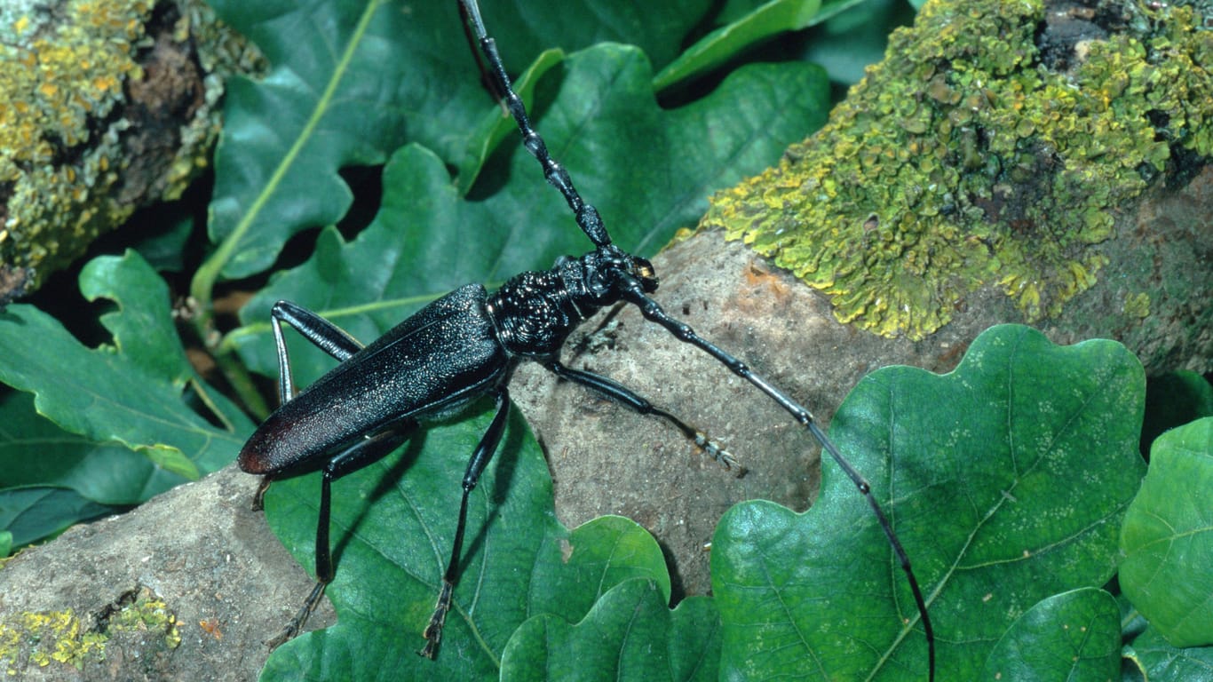 Der Große Eichenbock (Cerambyx cerdo), auch Heldbock genannt, in seiner natürlichen Umgebung (Archivbild).