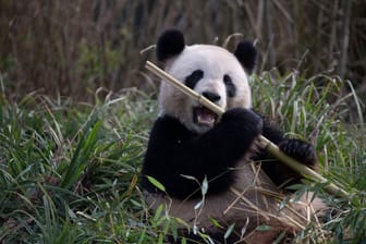 Pandaweibchen Meng Meng