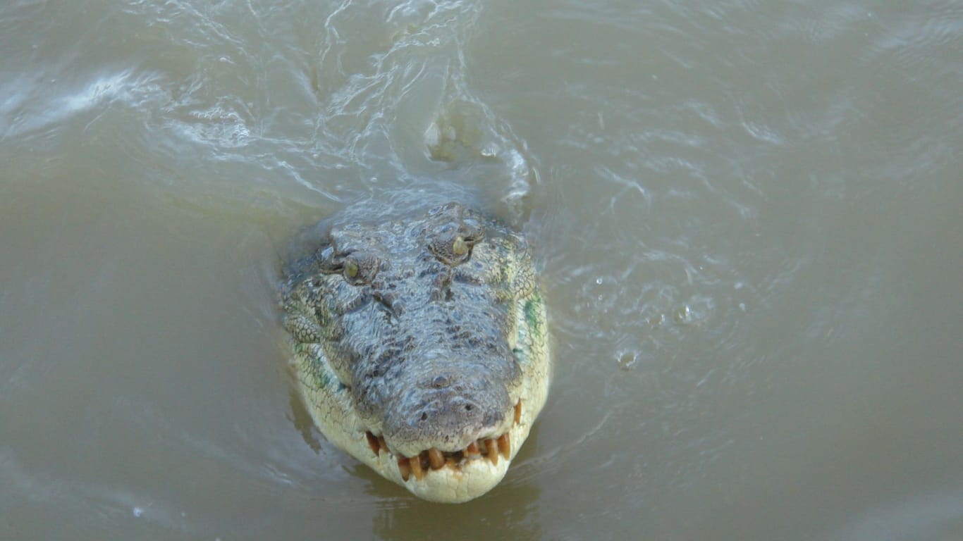 Krokodil nach Mutmaßlicher Attacke in Australien getötet